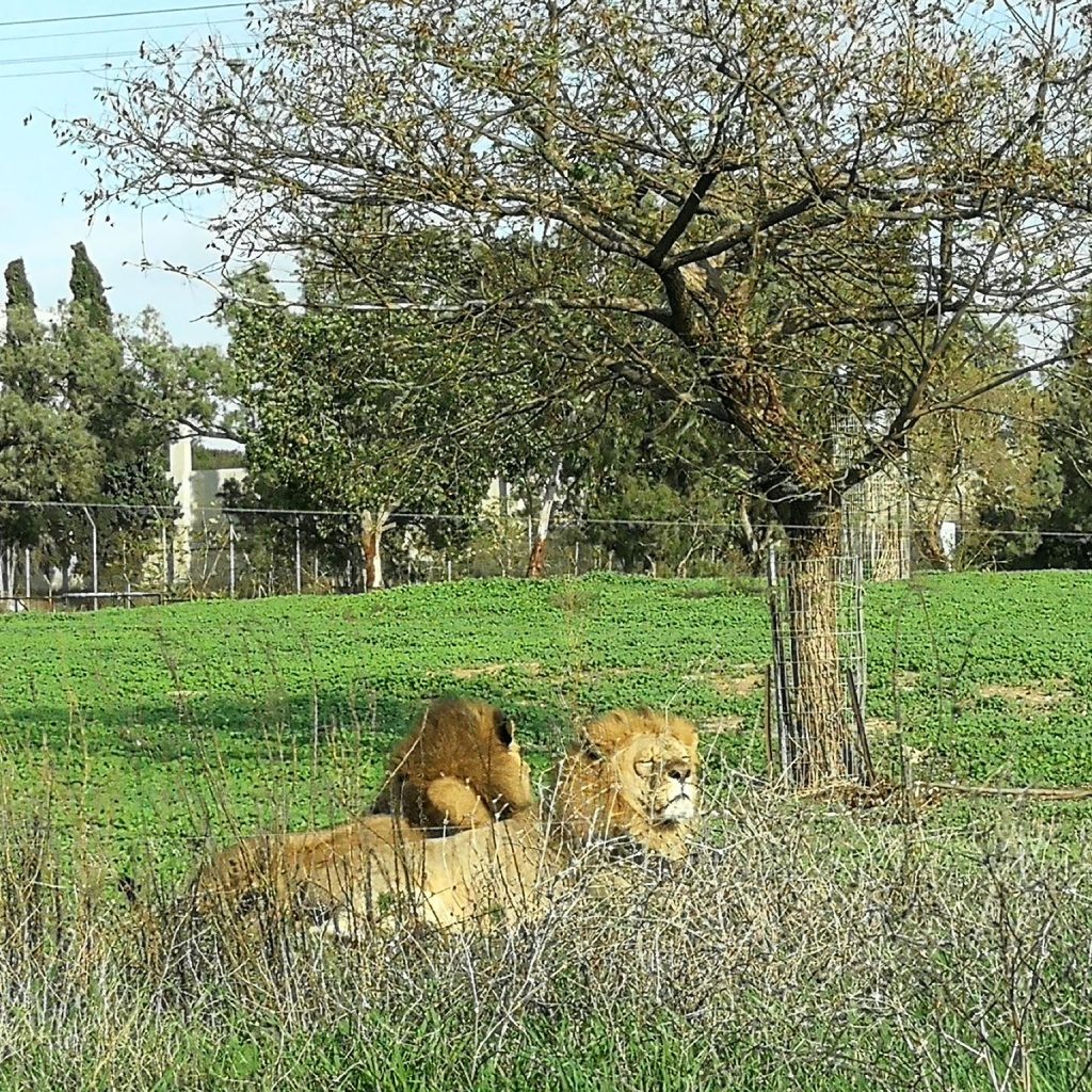 experiente tel aviv, Experiente Tel Aviv: Safari în  orașul contrastelor