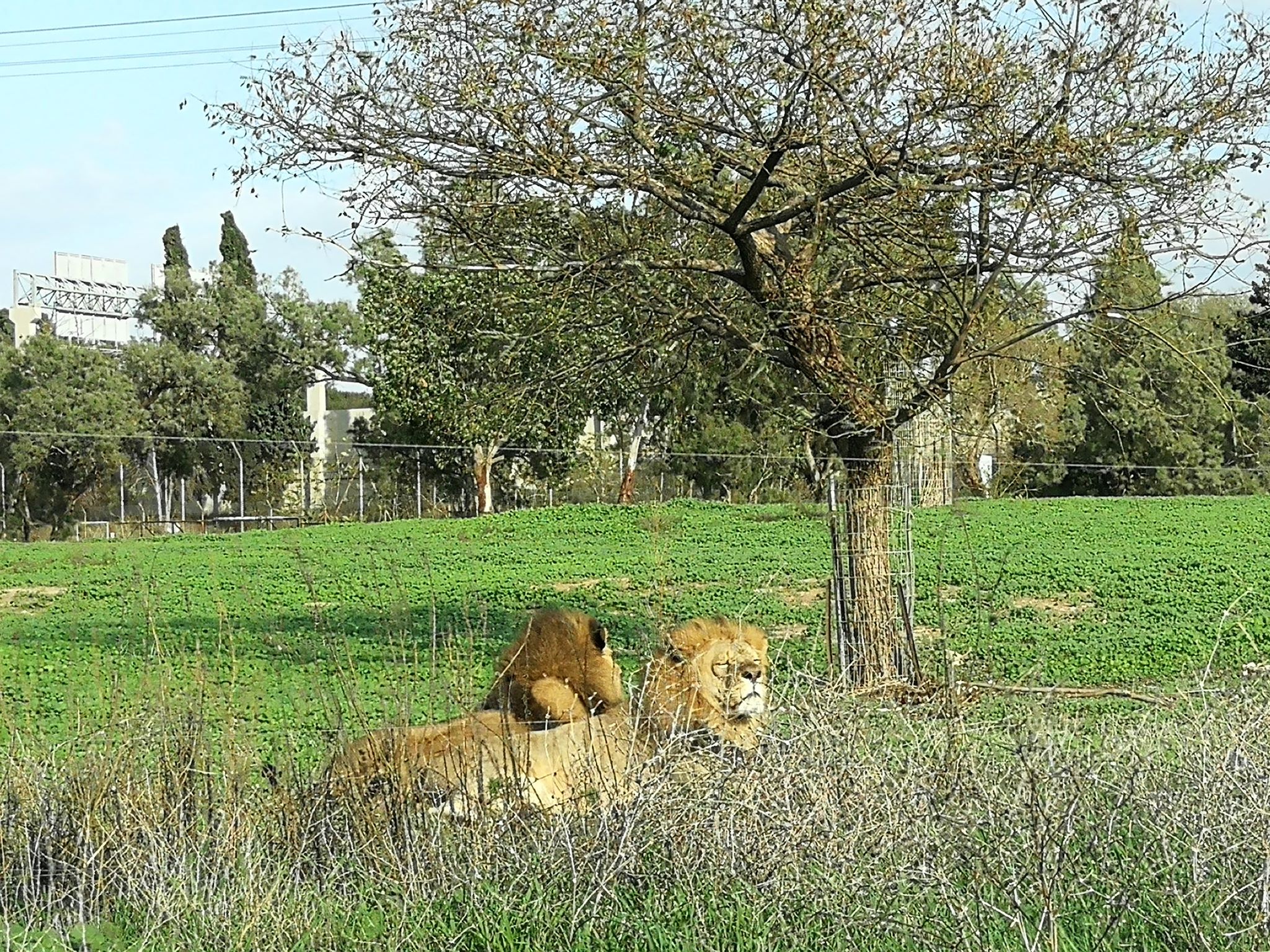 experiente tel aviv, Experiente Tel Aviv: Safari în  orașul contrastelor